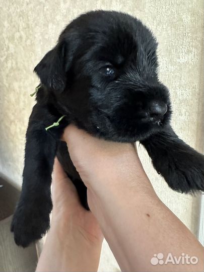 Ризеншнауцер