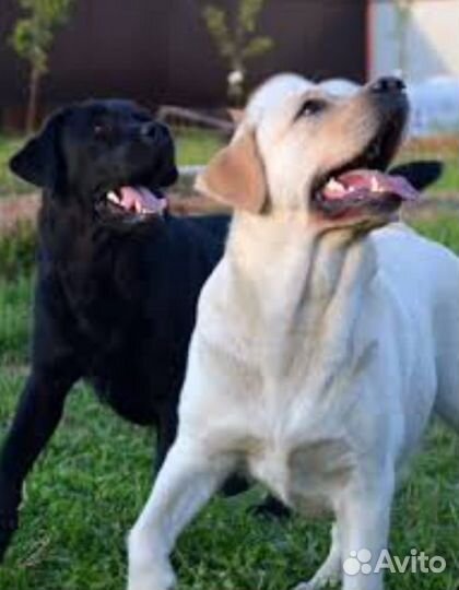 Передержка собак