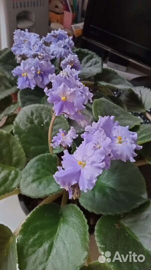 Фиалки цветущие сортовые