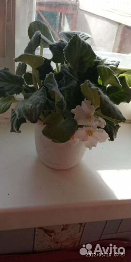 Фиалки домашние