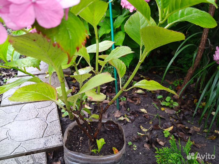 Гортензия крупнолистная в горшке