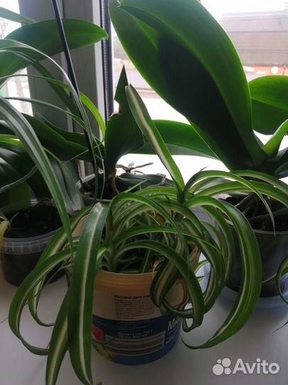 Комнатные цветы