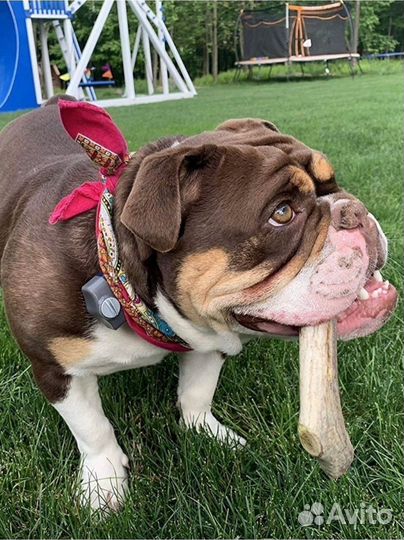 Лакомства для собак рога