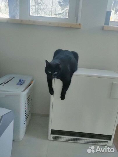 Потерялась кошка