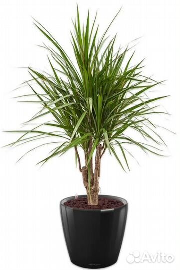 Пальма драцена маджента