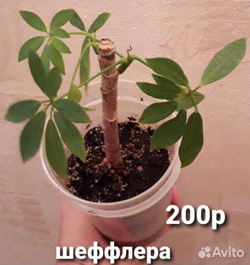 Комнатные растения