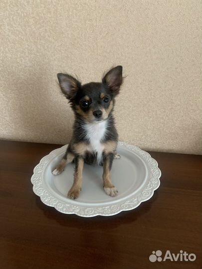 Щенки чихуахуа