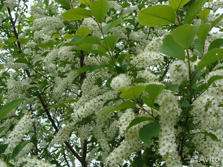 Черемуха душистая