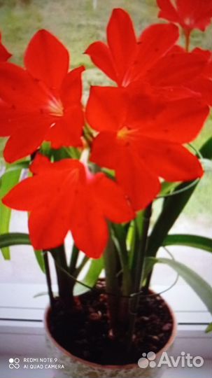 Валлота, комнатное растение