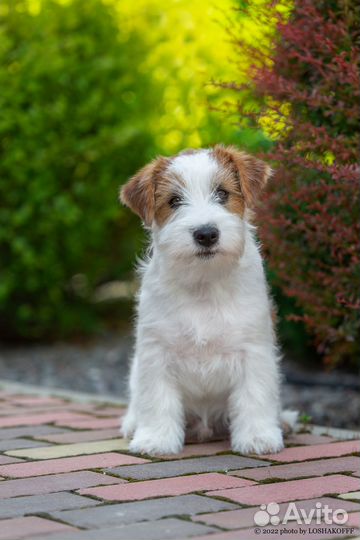 Джек Рассел терьер, жесткошерстный