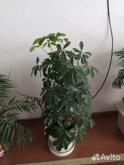 Комнатные растения