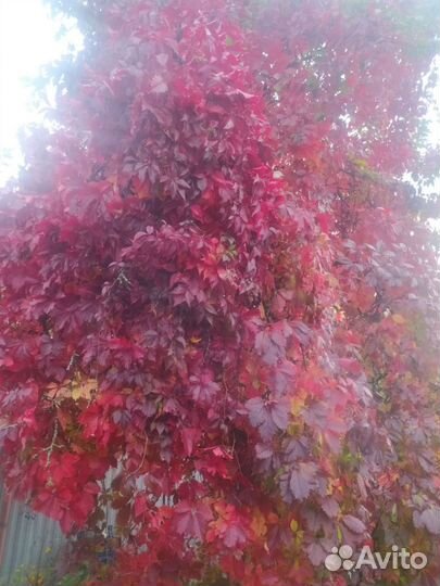 Девичий виноград