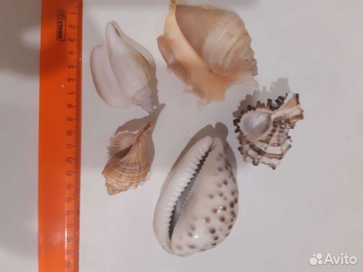 Ракушки для интерьера и аквариума