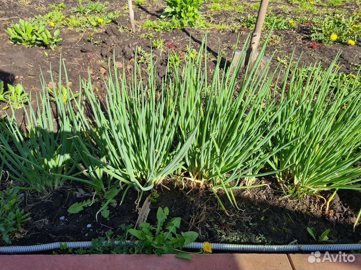 Нарцысы луковицы