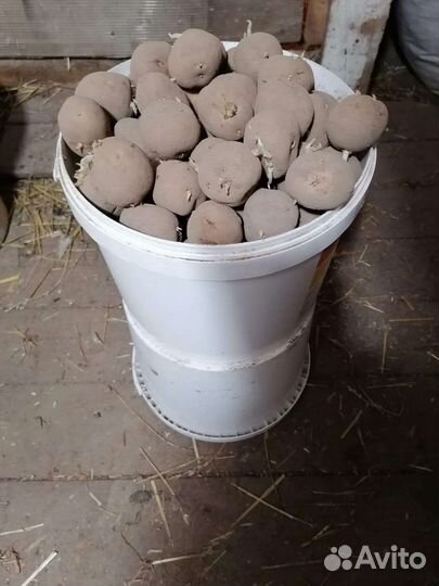 Семенной картофель