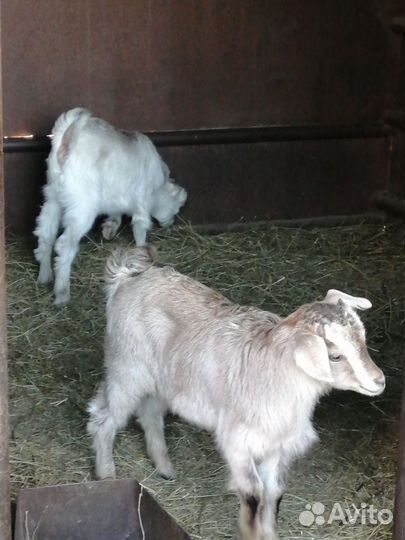 Козлята