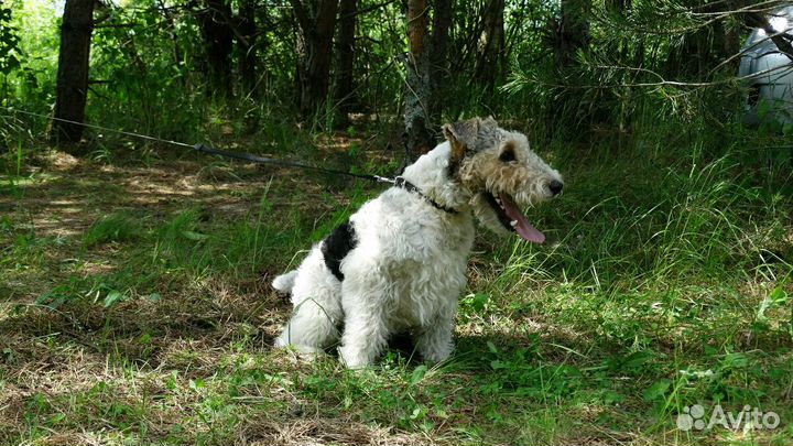 Жесткошерстный фокс ищет подругу