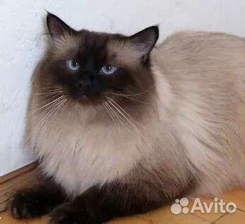 Кошечки/невские