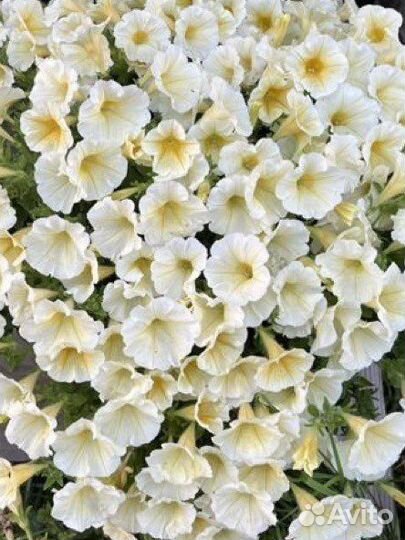 Рассада петунии и калибрахоа