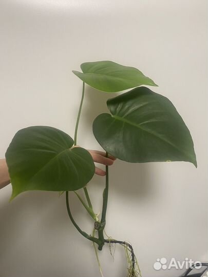 Монстера деликатесная
