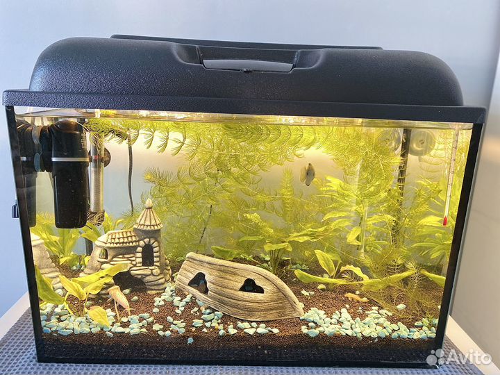 Аквариум 60 л под ключ / рыбки / техника / декор