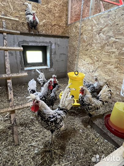 Аппенцеллер золото и серебро