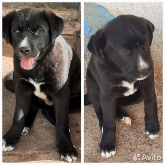 Собака в добрые руки отдам бесплатно щенки