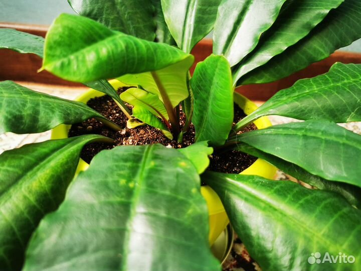 Мадагаскарская жемчужина Молочай Беложильчатый