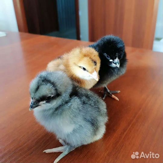 Суточная несушка цыплята Доминант