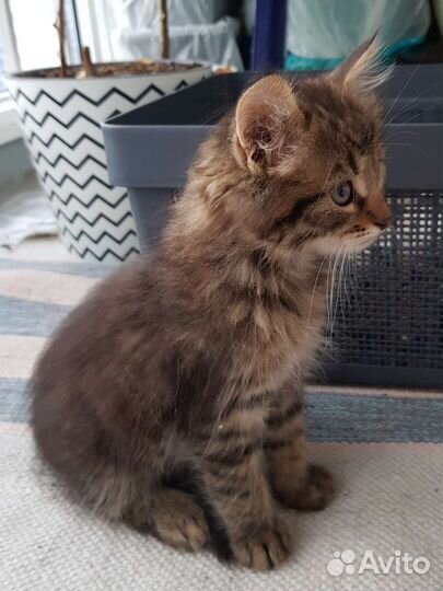 Кошки в добрые руки бесплатно