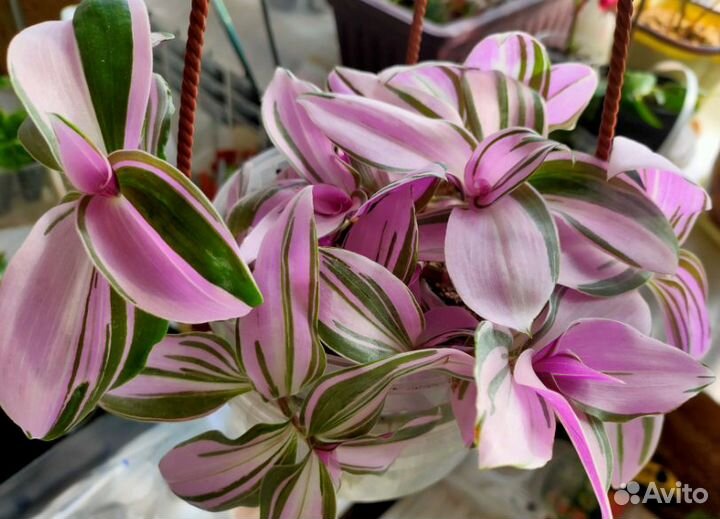 Комнатные растения с фото