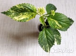 Лантана Greg Grant