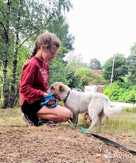 Собака в приюте