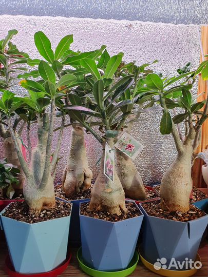 Адениум сортовой красивоцветущий