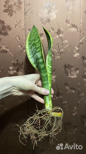 Сансевиерия лауренти