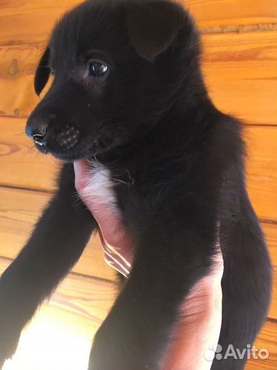 Щенки метисы