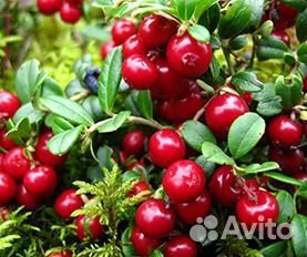 Брусника ягода свежая