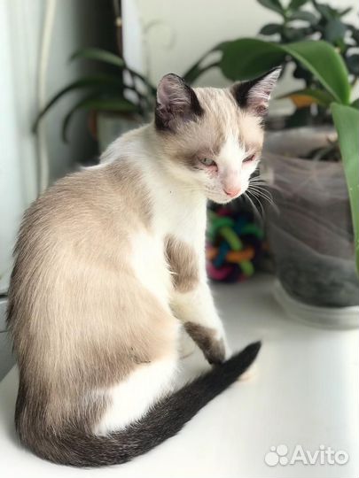 Котёнок голубоглазый мальчик