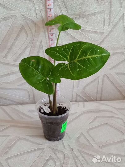 Комнатные растения