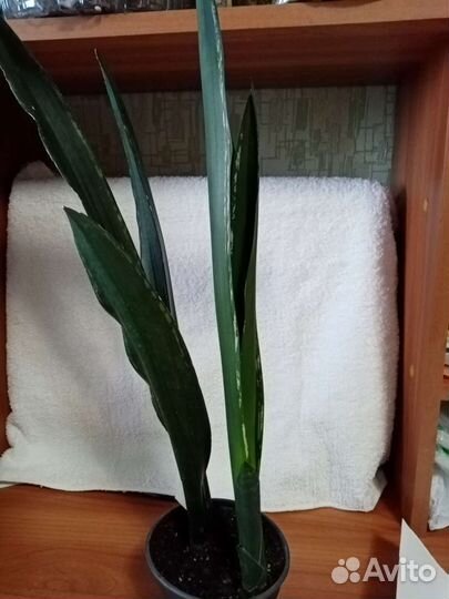 Сансевиерия