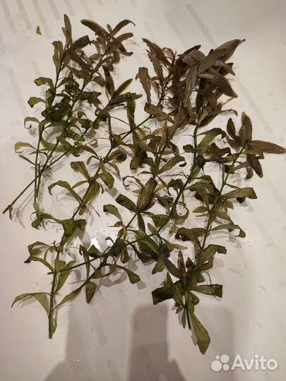 Аквариумные растения Валиснерия, Гигрофила