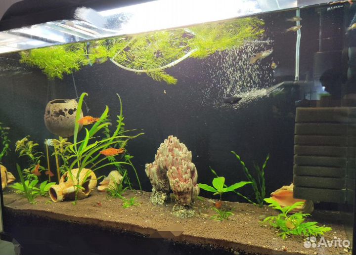 Растения для аквариума, улитки, фигурки