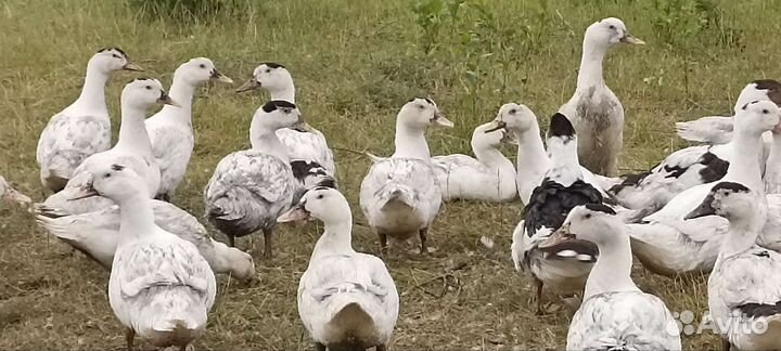 Мясо муларда