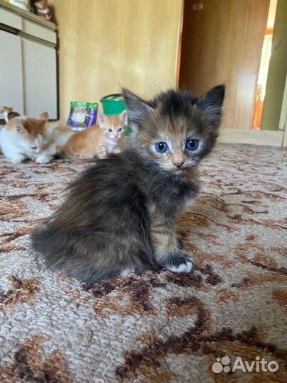 Отдам трех красивых котят