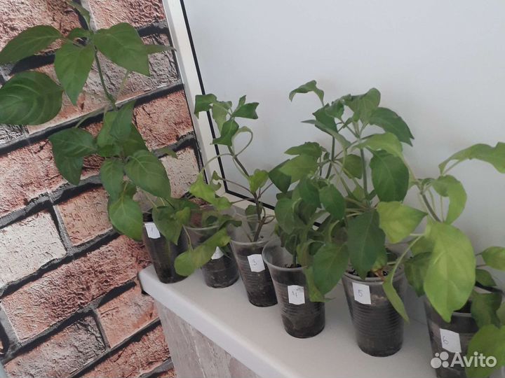 Кроссандра оранжевая и Голубой лёд, розовая