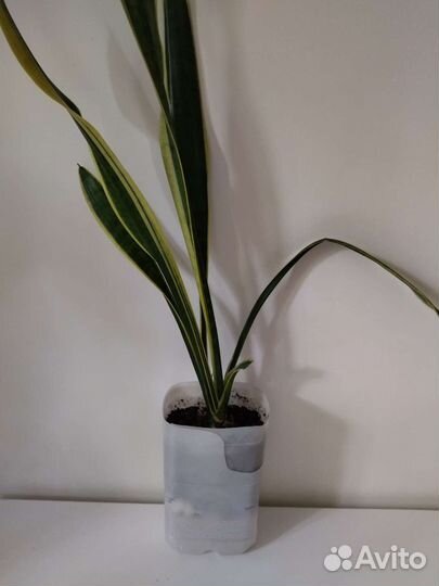 Сансевиерия