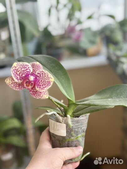 Орхидея фаленопсис OX Red Sesame