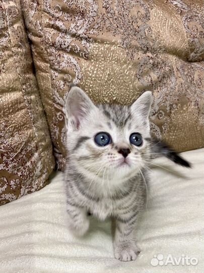 Шотландская