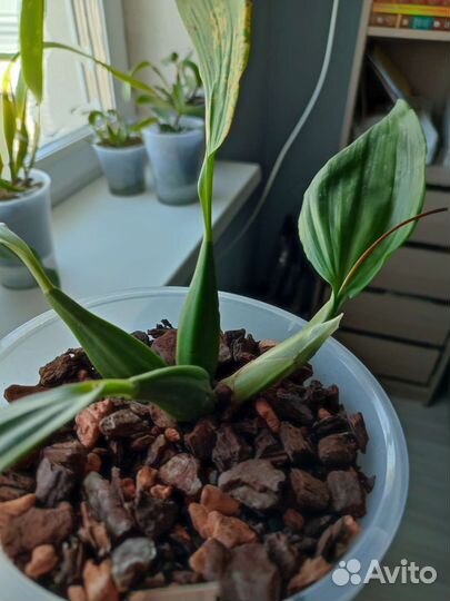 Coelogyne Lyme Bay (speciosa x usitana)