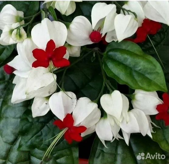 Клеродендрум госпожи Томпсон(отростки)